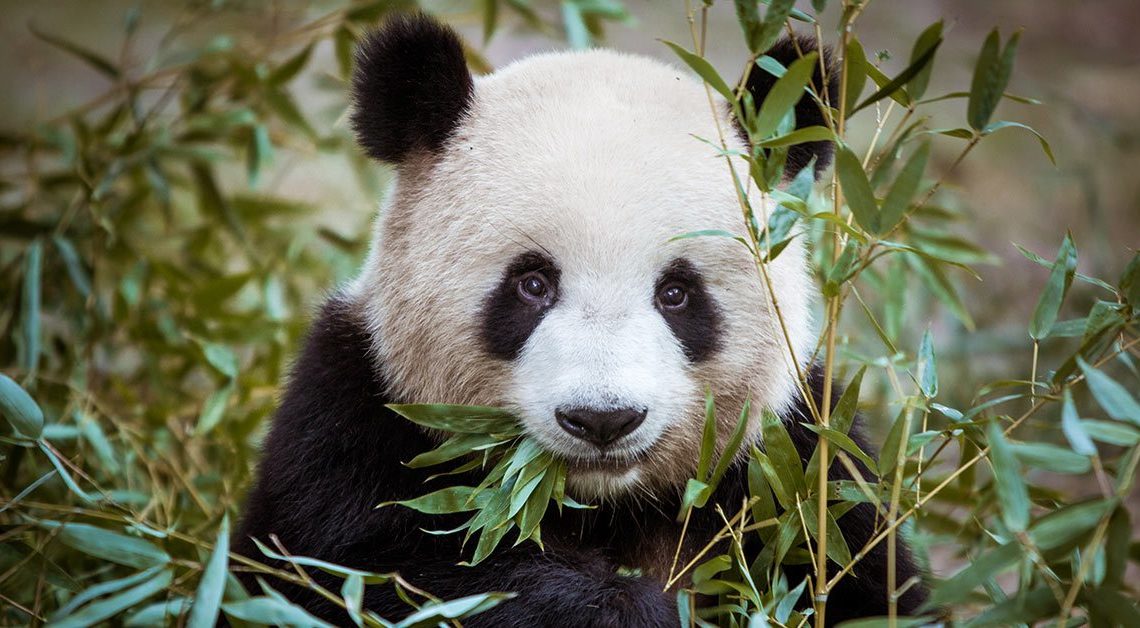 Google Panda исполнилось 11 лет